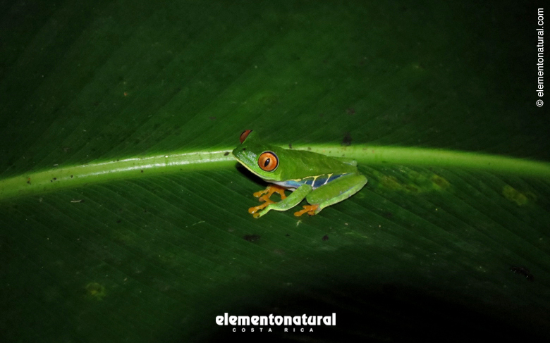 visit-caribbean-costa-rica