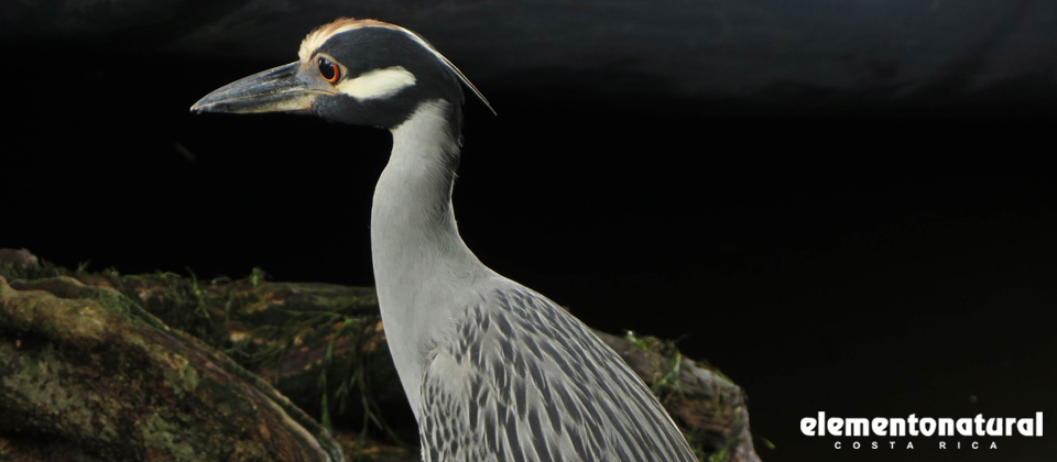bird-watching-in-costa-rica