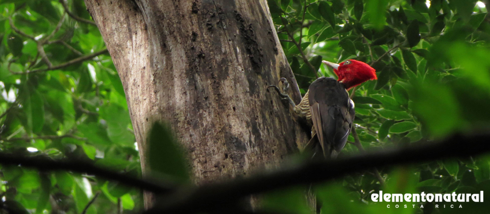 bird-watching-in-costa-rica