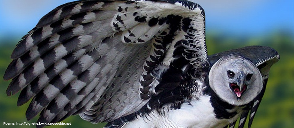 Bird watching in Costa Rica