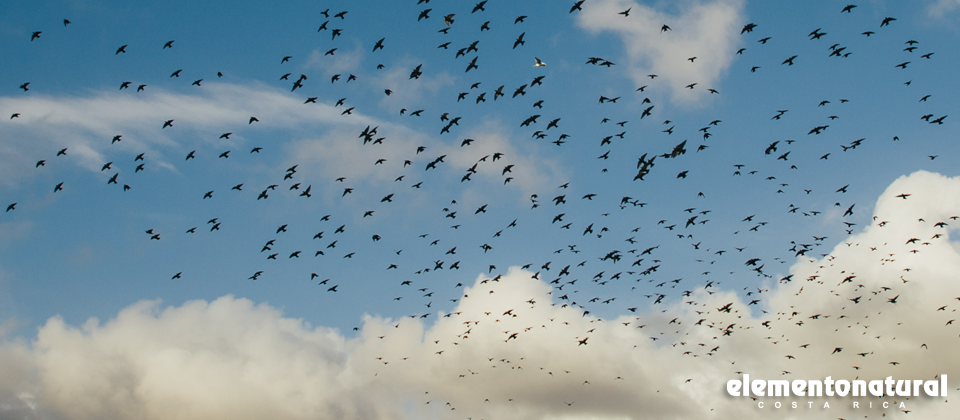 Bird watching in Costa Rica