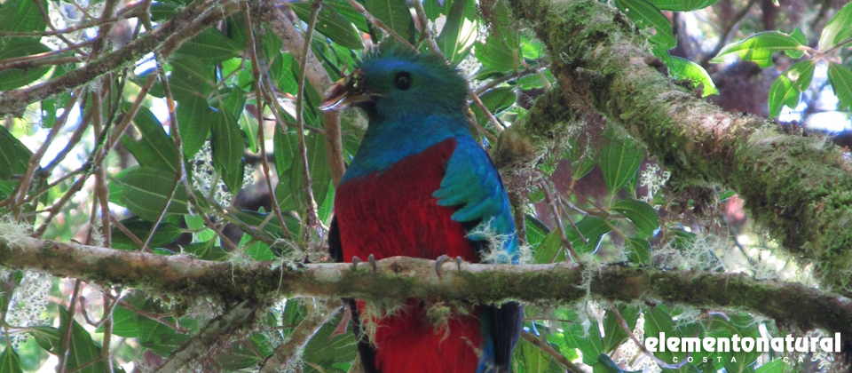 Bird watching in Costa Rica