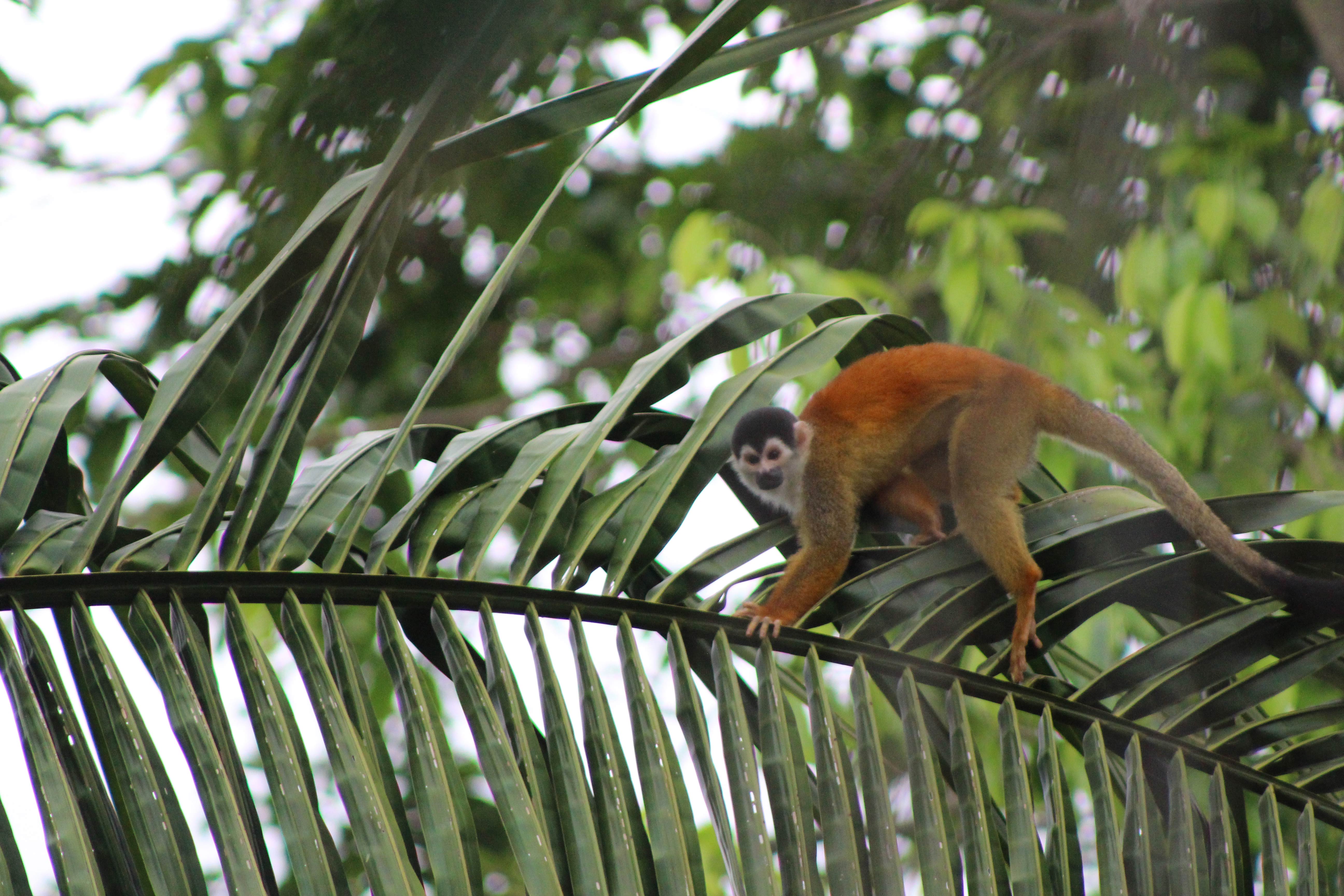 Visit Costa Rica - Osa