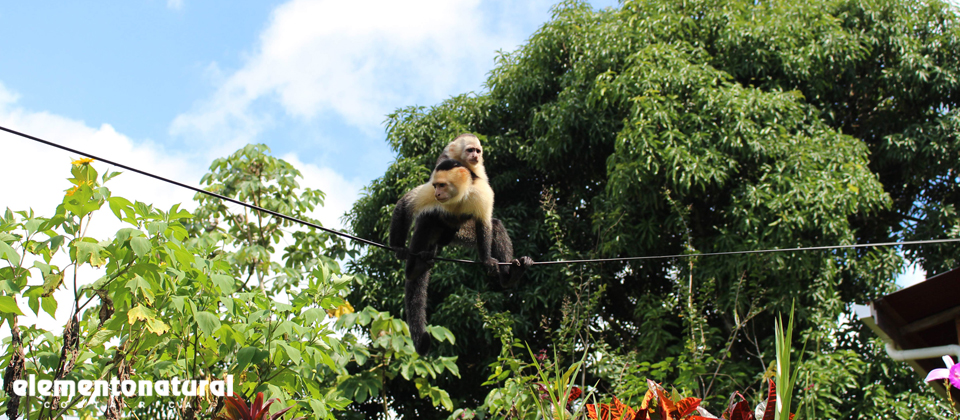 Visit Costa Rica, Osa Peninsula