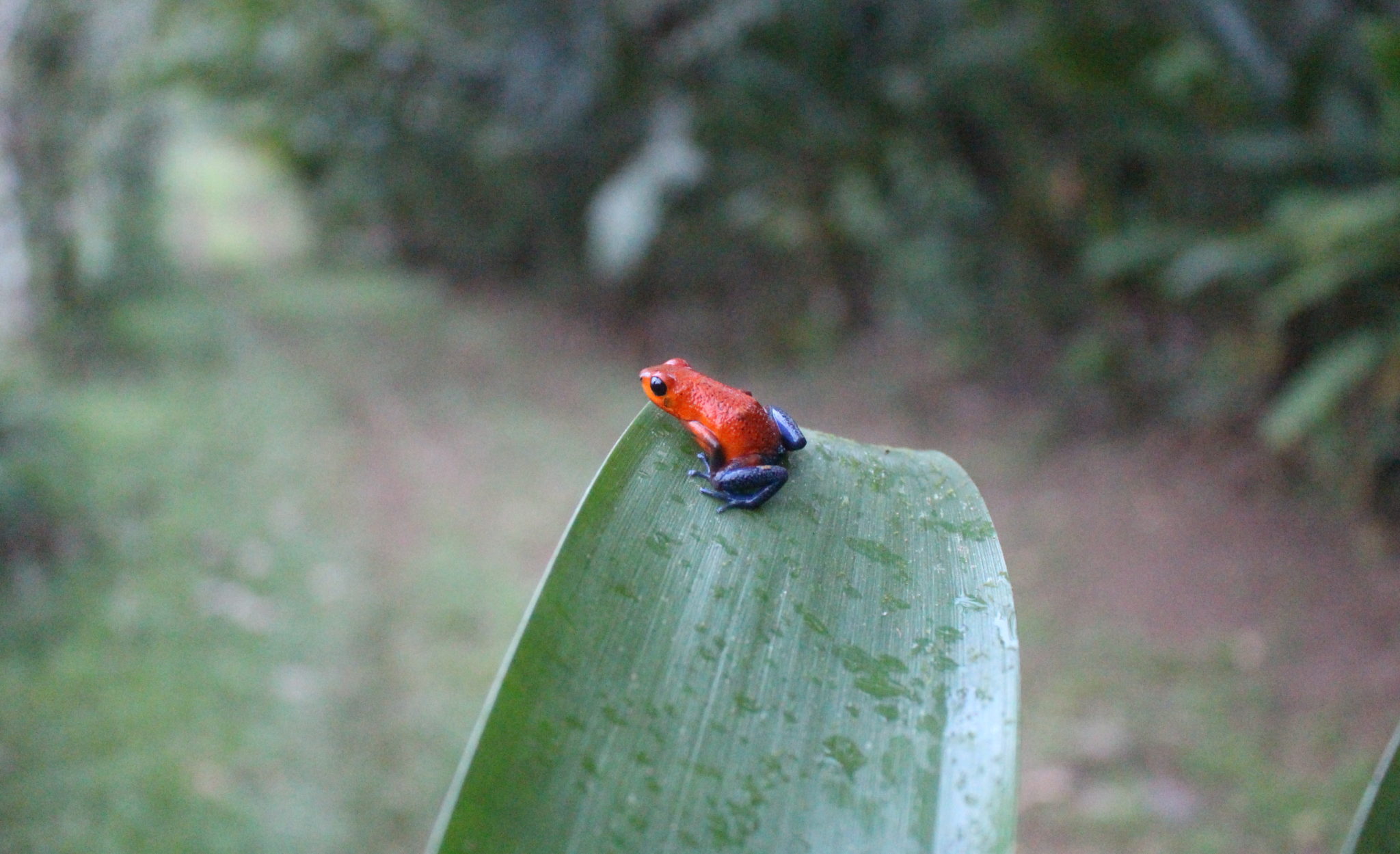 visit-costa-rica